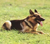 Adestramento de cães em Búzios