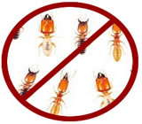 Descupinização em Búzios