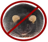 Desratização em Búzios